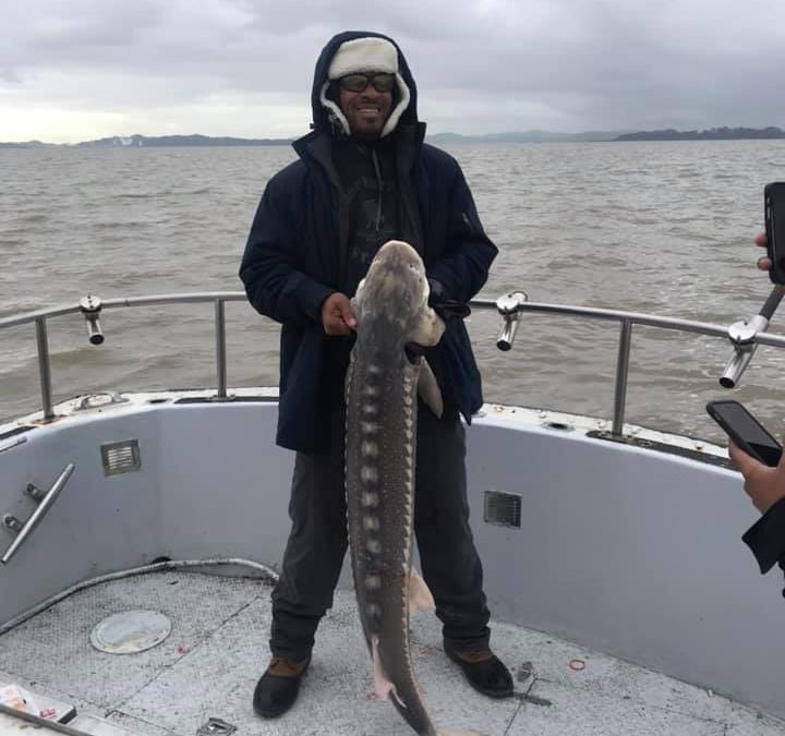 San Pablo bay Sturgeon